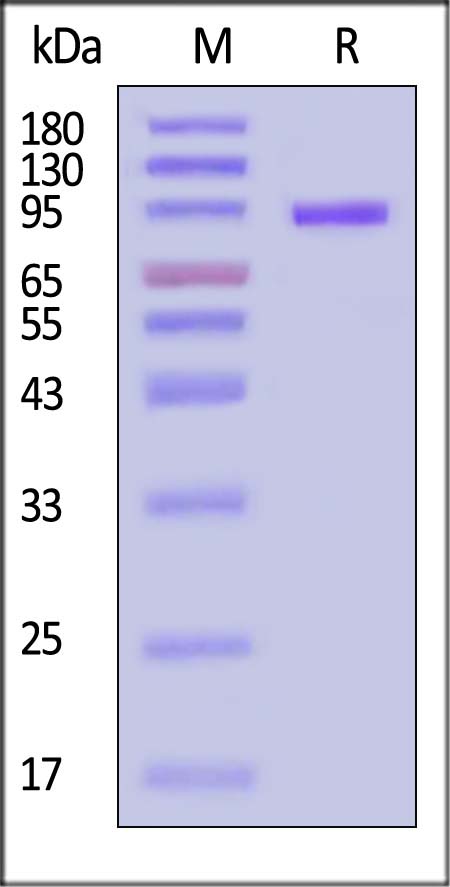 CD1-M52H3-sds