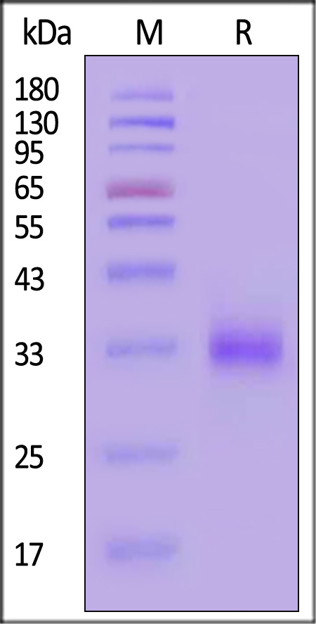 CD2-H5226-sds