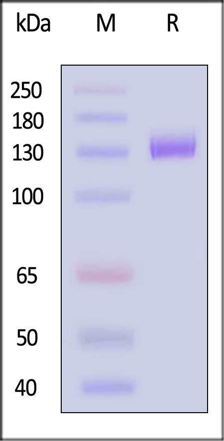 CD2-H5254-sds