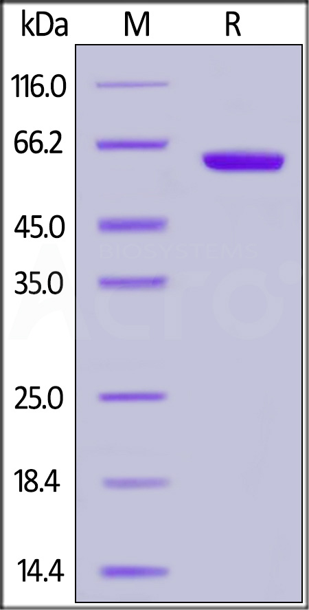 CD2-H5258-sds