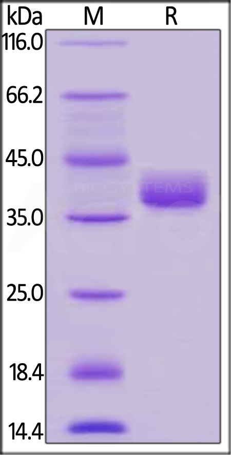 CD52 SDS-PAGE