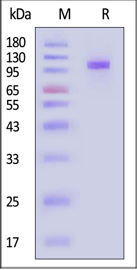 CD2-H52H8-sds