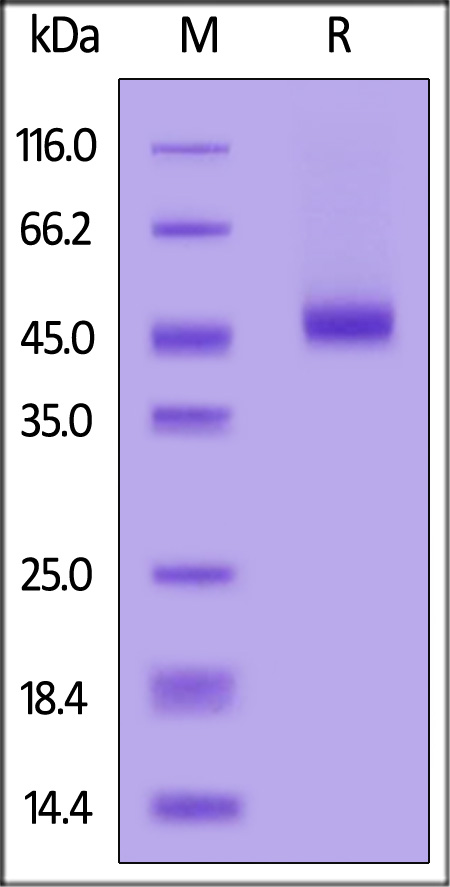 Nectin-2 SDS-PAGE