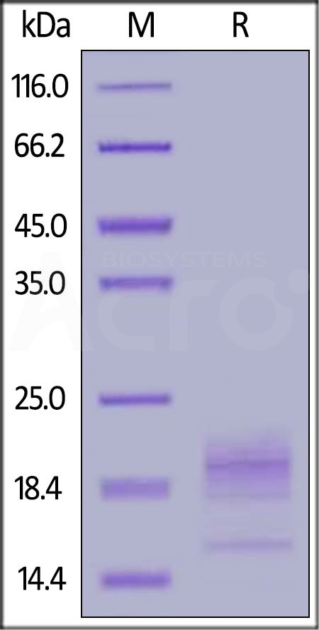 CD52 SDS-PAGE