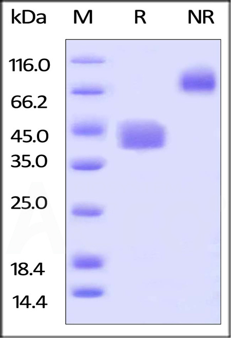 CD2-H82F3-sds