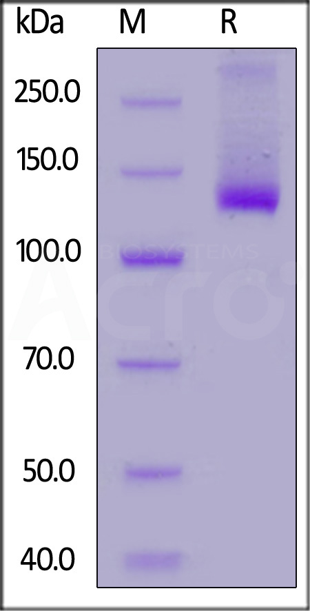 Siglec-2 SDS-PAGE