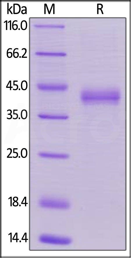 CD3-H5249-sds