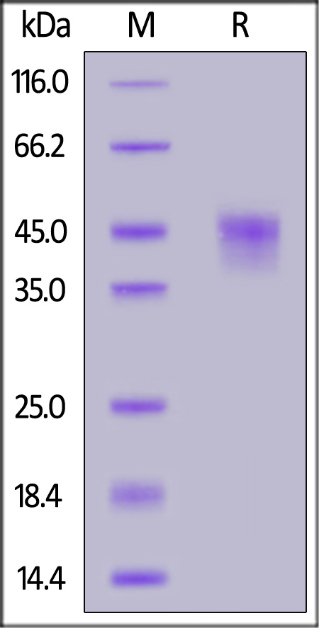 CD4-H5229-sds