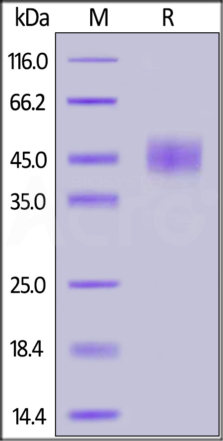 CD4-H5257-sds