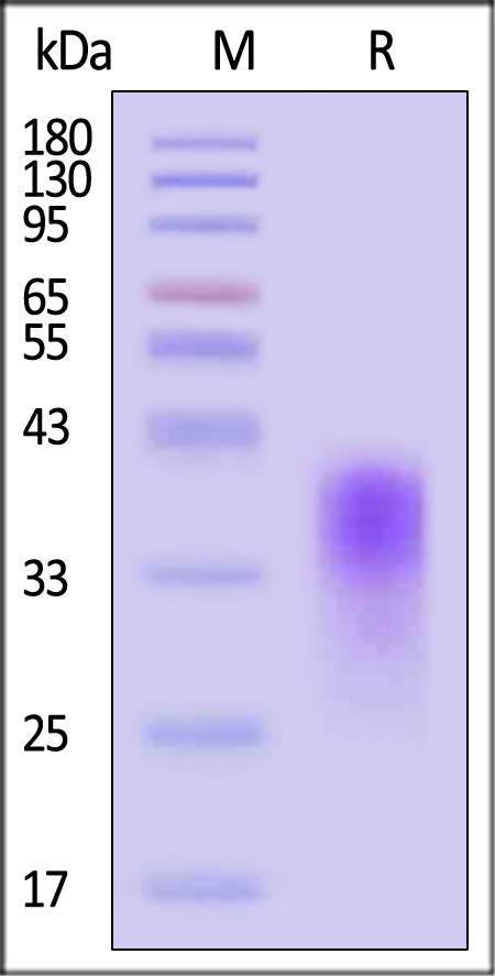 CD4-H52H3-sds