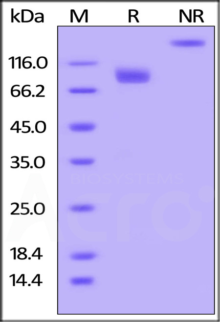 CD5-H5254-sds