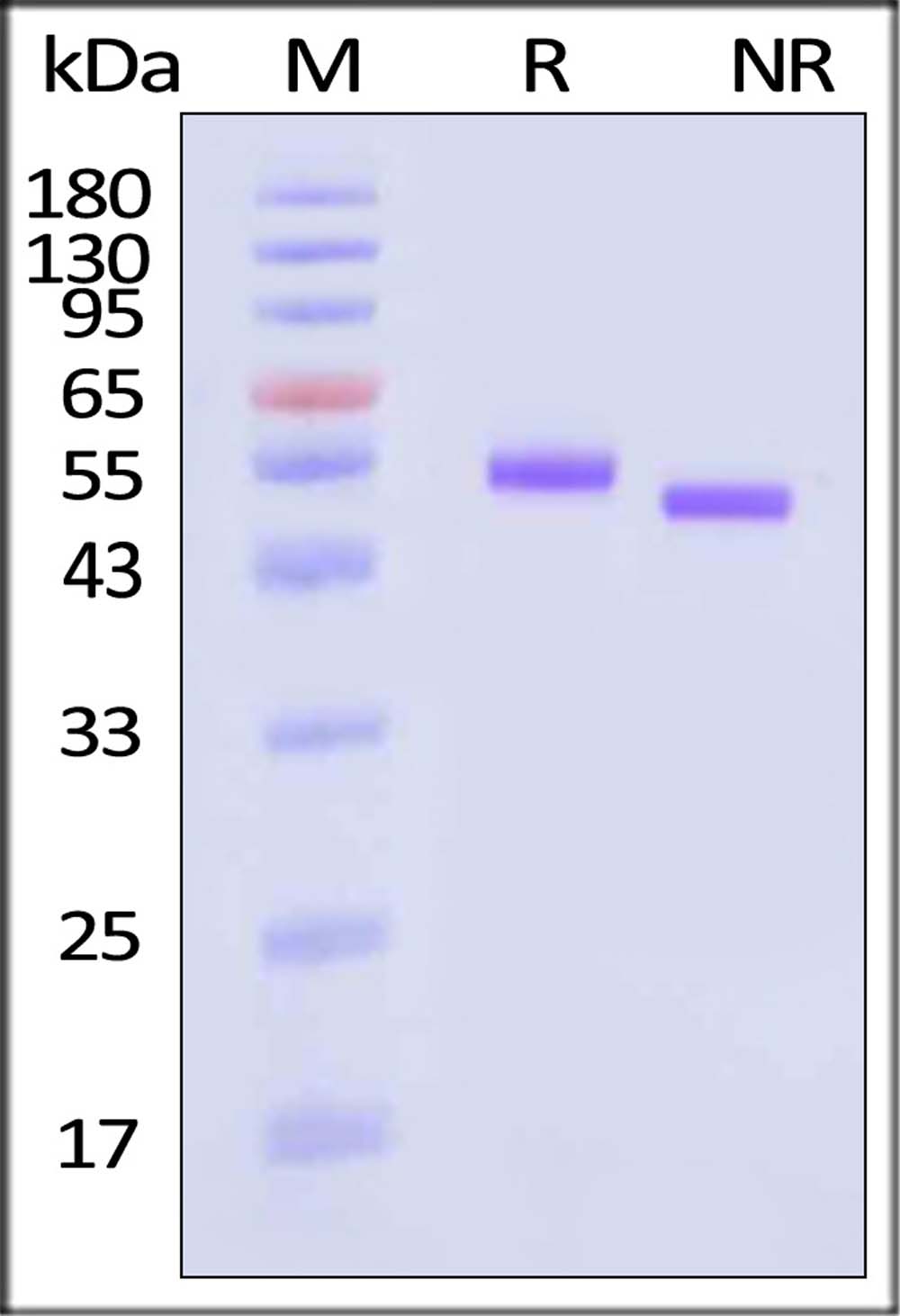 CD5-H82E5-sds