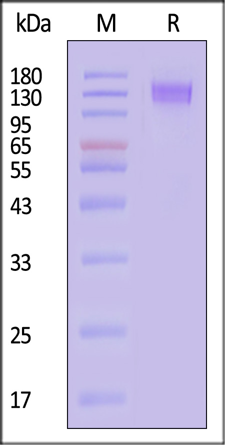 CD5-H82E8-sds