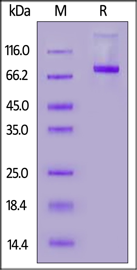 CD5-HF255-sds