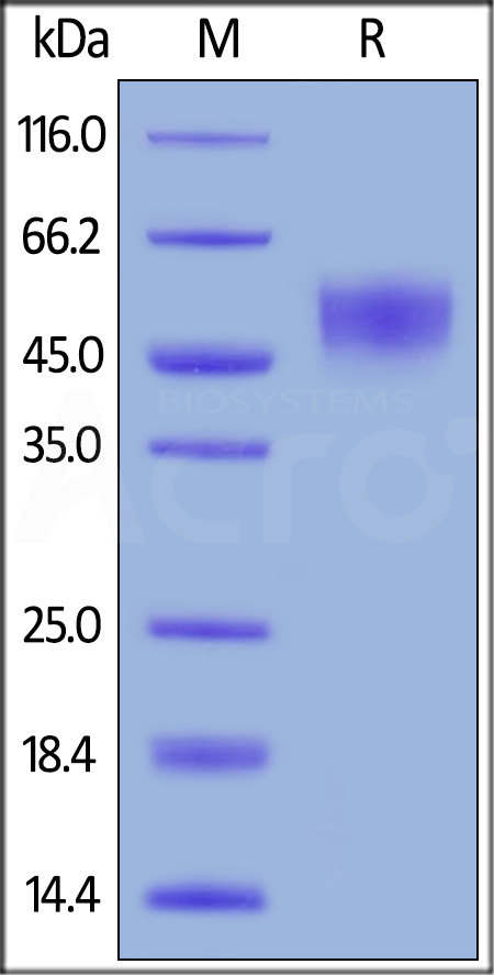 CD155 SDS-PAGE