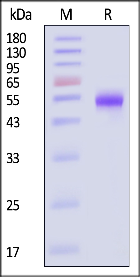 CD5 SDS-PAGE