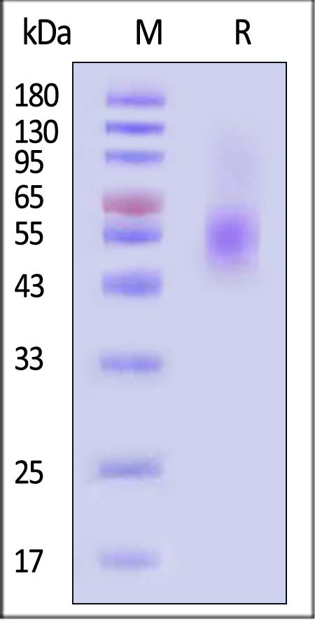 CD5-R82E4-sds