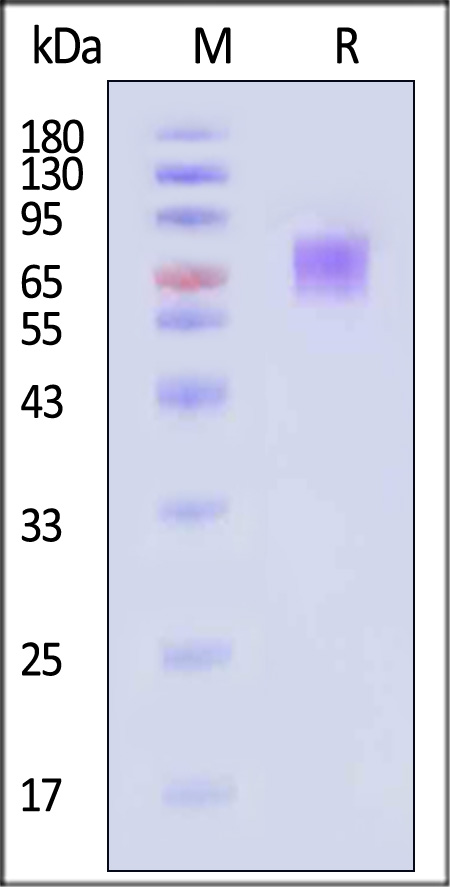 CD6-C82E3-sds