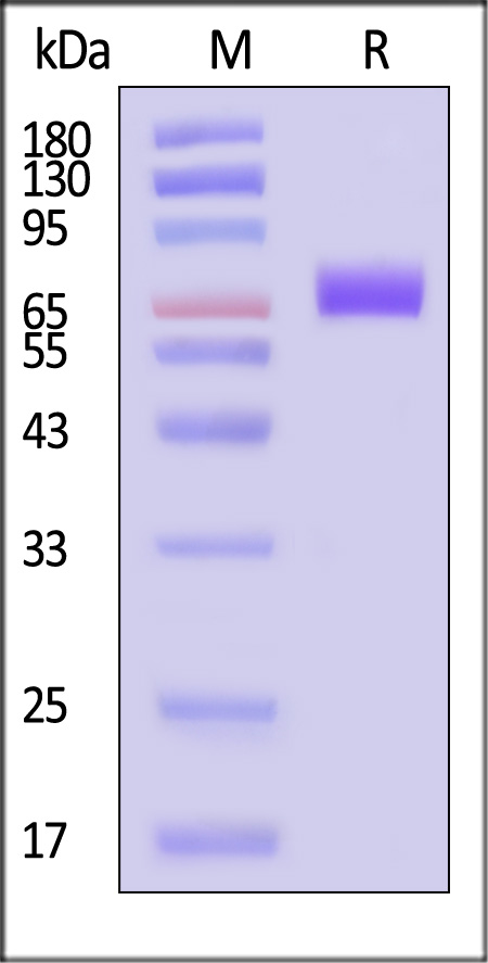 CD36 SDS-PAGE