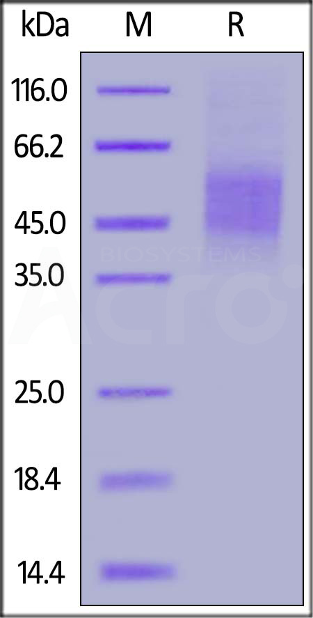 CD6-H5226-sds