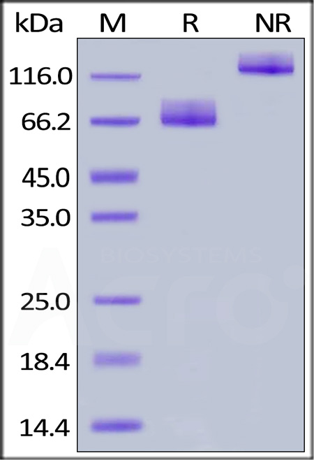 CD6-H5257-sds