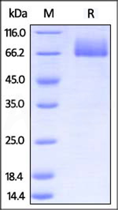 B7-2 SDS-PAGE