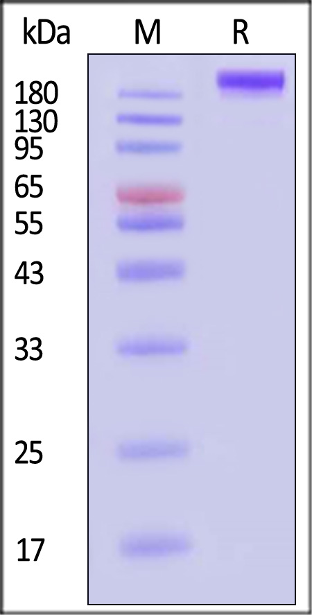 CD6-M82E8-sds