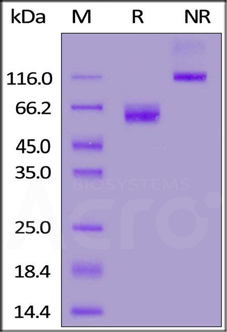 CD47 SDS-PAGE