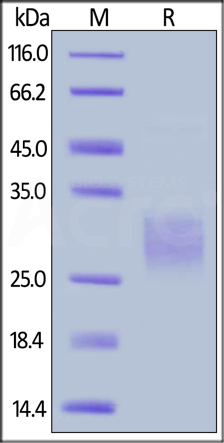 Canine CD47, His Tag (Cat. No. CD7-C52H5) SDS-PAGE gel