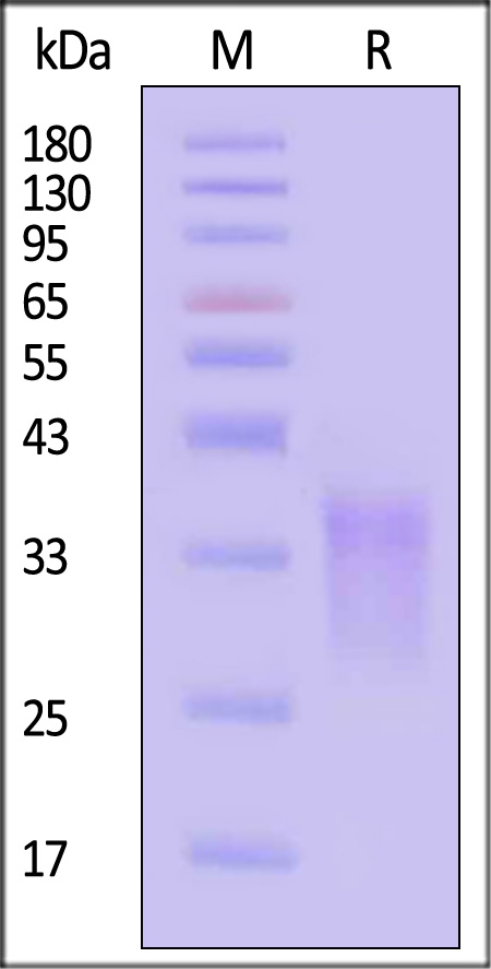 CD7 SDS-PAGE