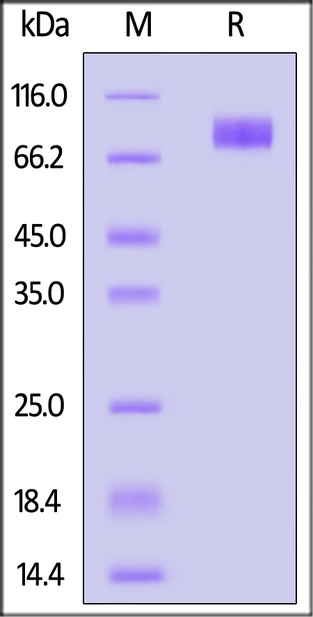 CD117 SDS-PAGE