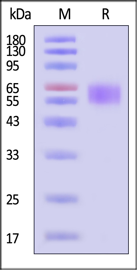 CD7-H5257-sds