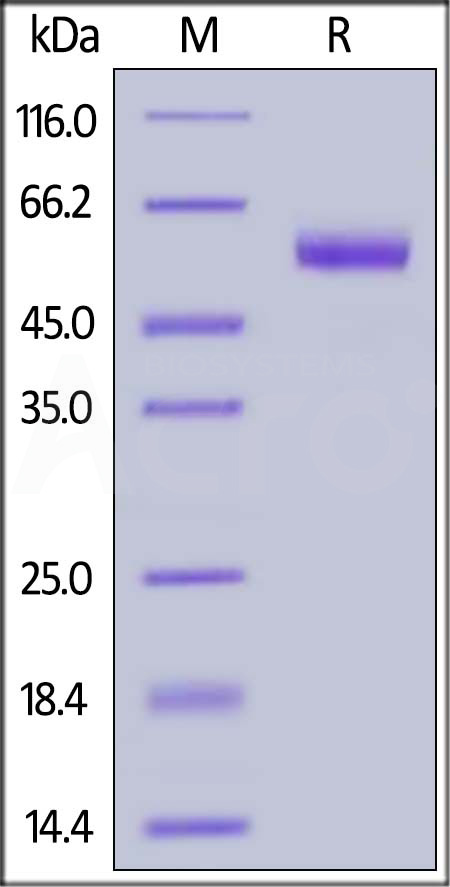 CD7 SDS-PAGE