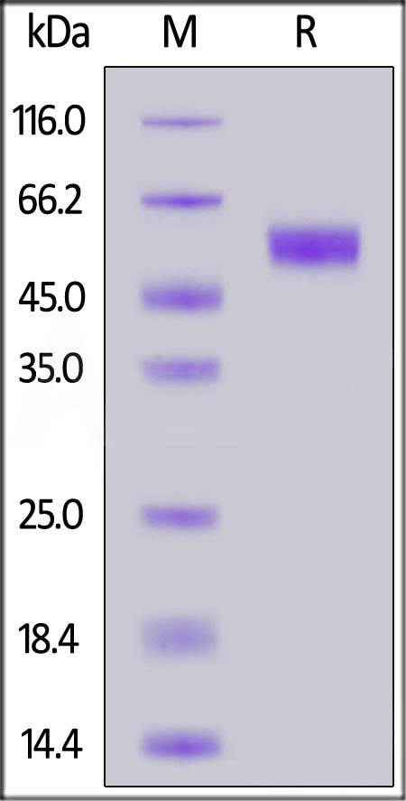 CD7-H525a-sds