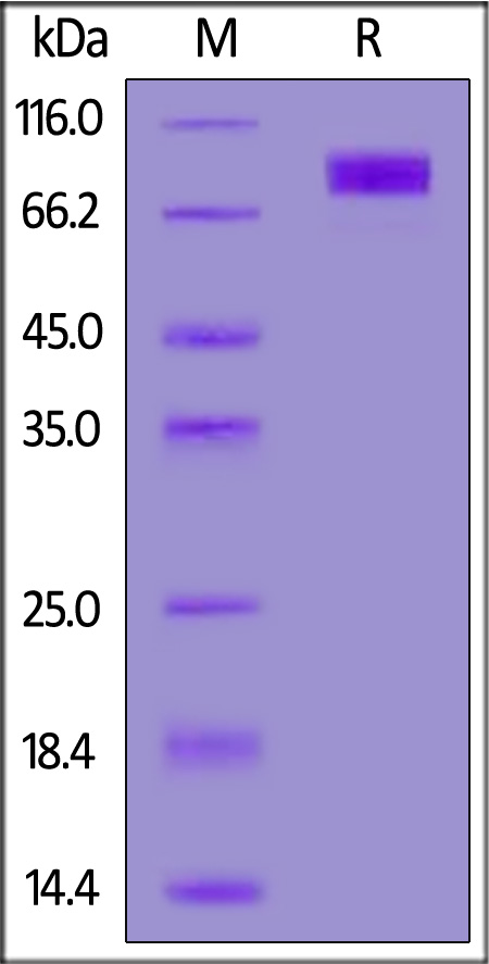 CD7-H82E6-sds