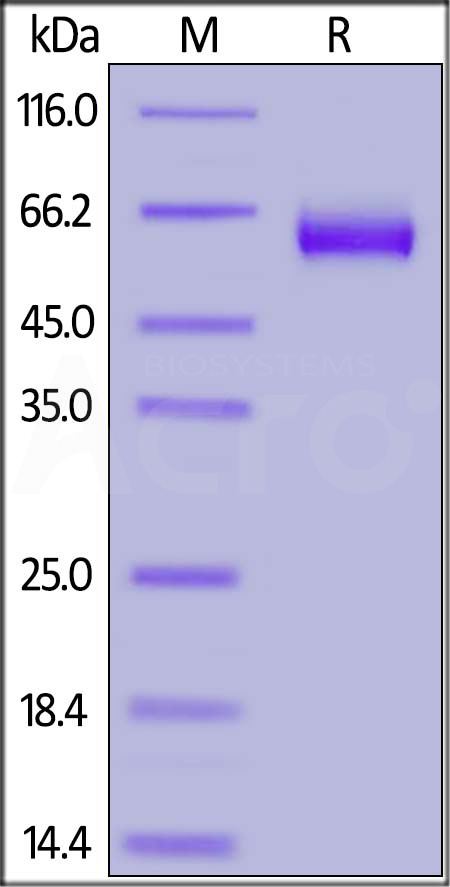 CD47 SDS-PAGE