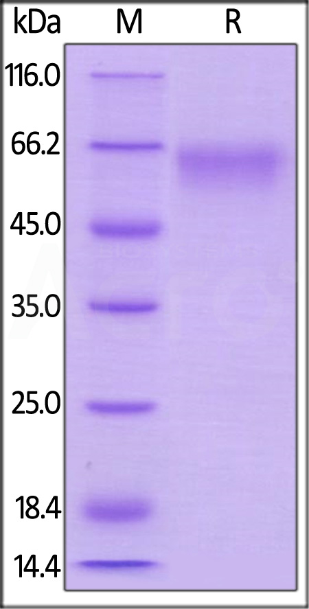 CD27 SDS-PAGE