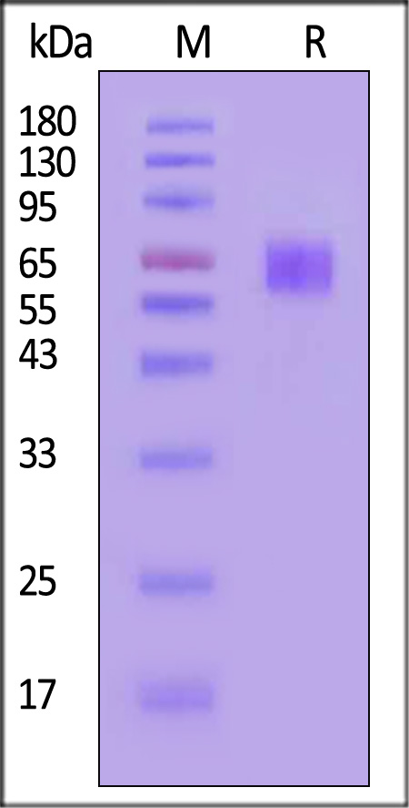 CD7-M525a-sds