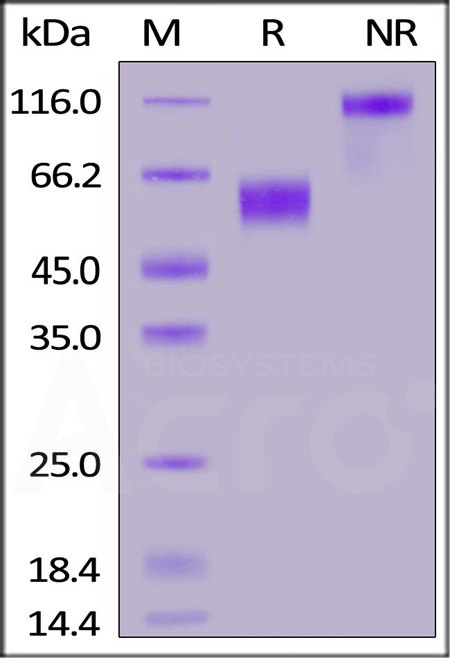 CD28 SDS-PAGE