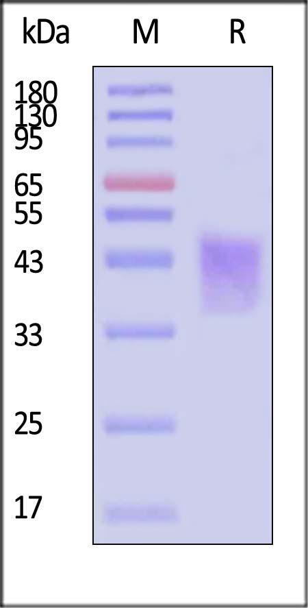 CD28 SDS-PAGE