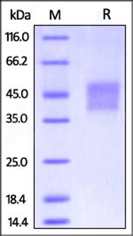 CD8-H52H4-sds