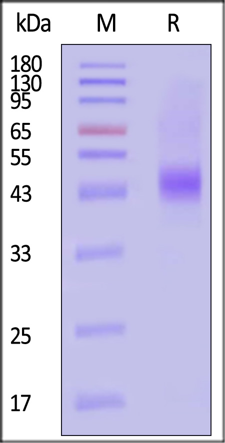 CD38 SDS-PAGE