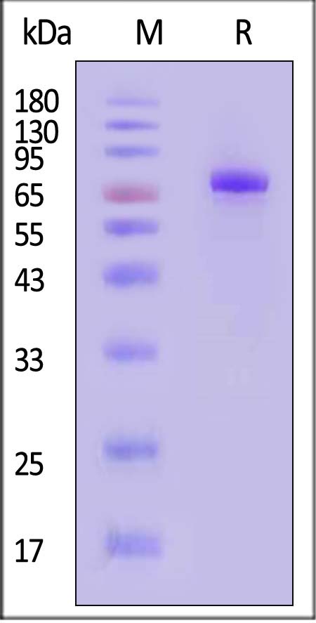 CD8-H82F5-sds