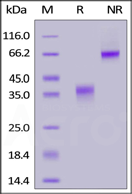 CD28 SDS-PAGE