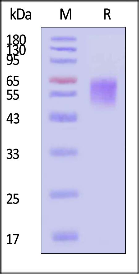 CD9-C5221-sds