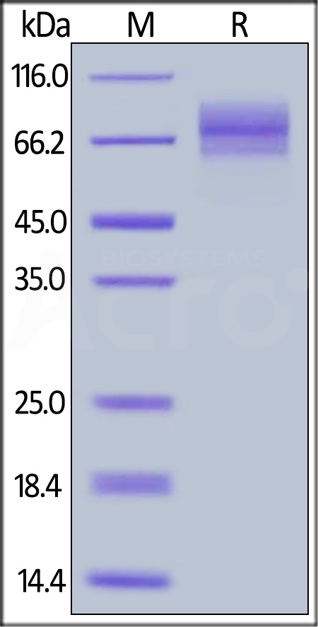 CD9-C5251-sds