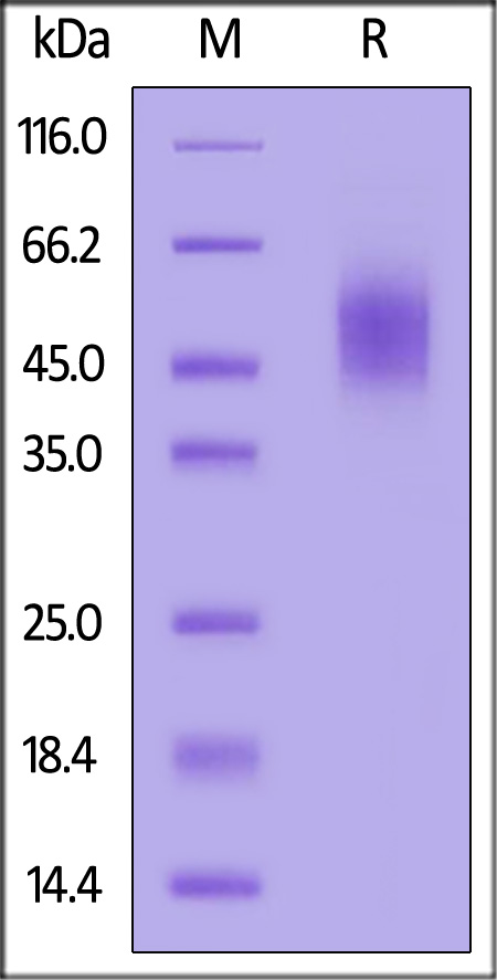 CD9-C52H4-sds