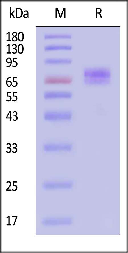 CD19 SDS-PAGE