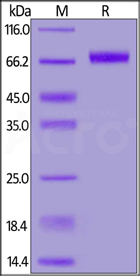 CD9-H52H4-sds