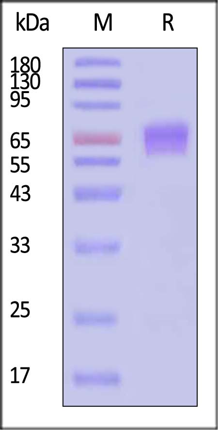 CD9-H8259-sds